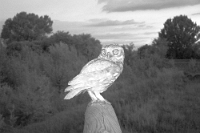 FT0821 Athene noctua (Civetta)